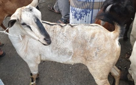 جنون الأسعار يضرب أسواق المواشي قبيل العيد.. ماعز بـنصف مليون  ريال في أحد أسواق تعز!