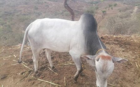 ثور يُنهي خلافاً بين بائعي القات في موزع تعز(تعرف على تفاصيل الحادثة )