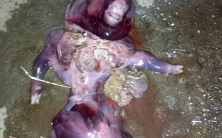 حادثة نادرة تهز ريف المخا.. شاة تلد كبشاً على هيئة "قرد" بلا شعر(صورة)