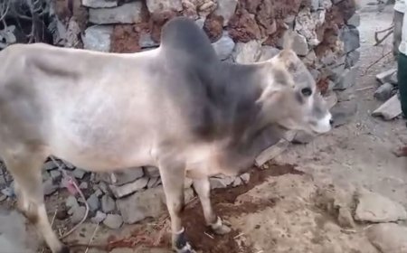 تحذير هام لملاك المواشي في الضالع: عصابات تروّج عملات مزوّرة قبيل العيد لشراء الكباش والاثوار