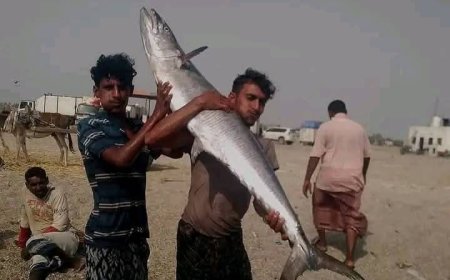 بعد إيقاف التصدير.. سمك الديرك بسعر 3 آلاف ريال للكيلو فقط