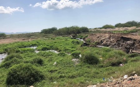 عدن..سكان إنماء يشكون انتشار البعوض بسبب محمية الحسوة ويطالبون بحملة رش عاجلة