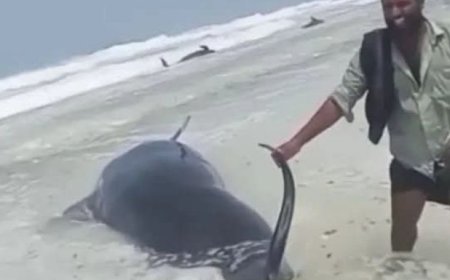 نفوق عشرات الحيتان البحرية الهامة في محافظة سقطرى ...