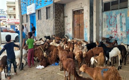 توقف معظم اهالي العاصمة عدن عن شراء اضاحي العيد جراء غلاء المعيشة..