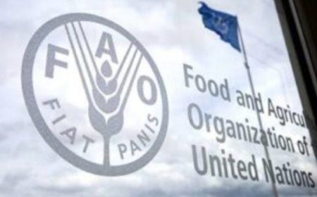 الفاو تحذر من حدوث هذا الأمر في اليمن ....