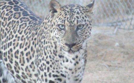 ندوة علمية في عدن تحذر من انقراض النمر العربي..