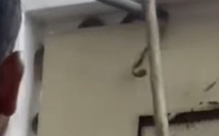 لأول مرة في العاصمة عدن ثعابين تثير الفزع بين السكان...