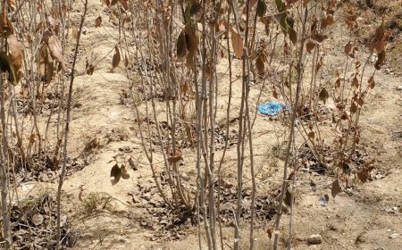 الجفاف يضرب مزارع القات في عبس.. ومشهد مؤلم يكشف حجم المعاناة(صورة)