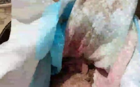 جريمة مروعة تهز الضالع: ذب،ح طفلة رضيعة ودفنها بطريقة صادمة(صورة)
