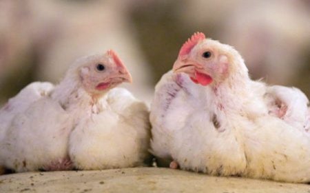 الكشف عن مرض غامض يصيب الدواجن في تعز ..