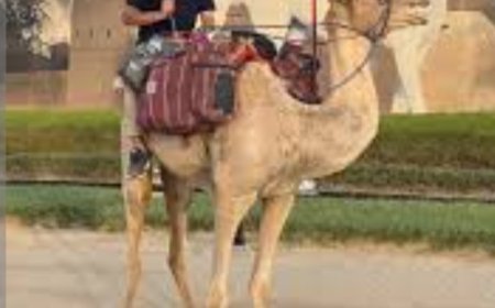 الرحالة اليمني منير الدهمي يصل أبوظبي على ظهر جمل...