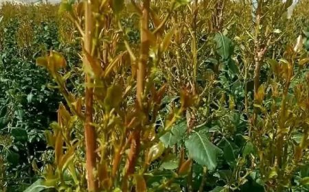 عاجل:وسط حالة من التذمر والحزن..السيول تشعل أسعار القات في شبوة وموجة استياء بين المتعاطين