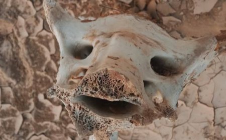 العثور على بقايا حيوان غريب محنطا في ميفعة شبوة(صور)