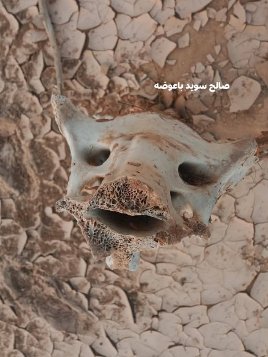 العثور على بقايا حيوان غريب محنطا في ميفعة شبوة(صور)