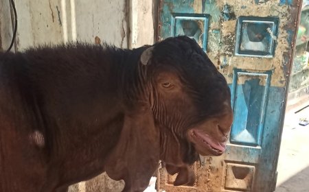 كبش ضخم يثير الرعب في شوارع عدن.. أطفال وكبار يهابون مروره بشعب العيدروس(صور)