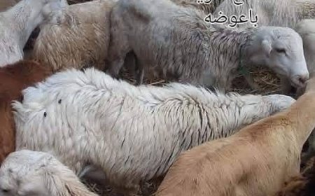 ب 32مليون ريال:32 حرية ورخال هارفاء للبيع في شبوة