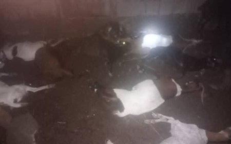 عاجل..صاعقة رعدية تفتك بقطيع أغنام في ردفان بلحج(صور)