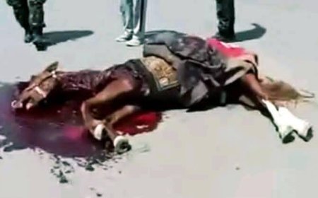 صورة..جريمة صادمة في صنعاء