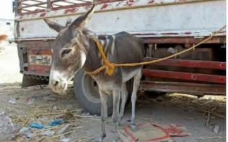 سكان ريف أبين يبيعون حميرهم لسد احتياجات المعيشة وسط تأخر الرواتب