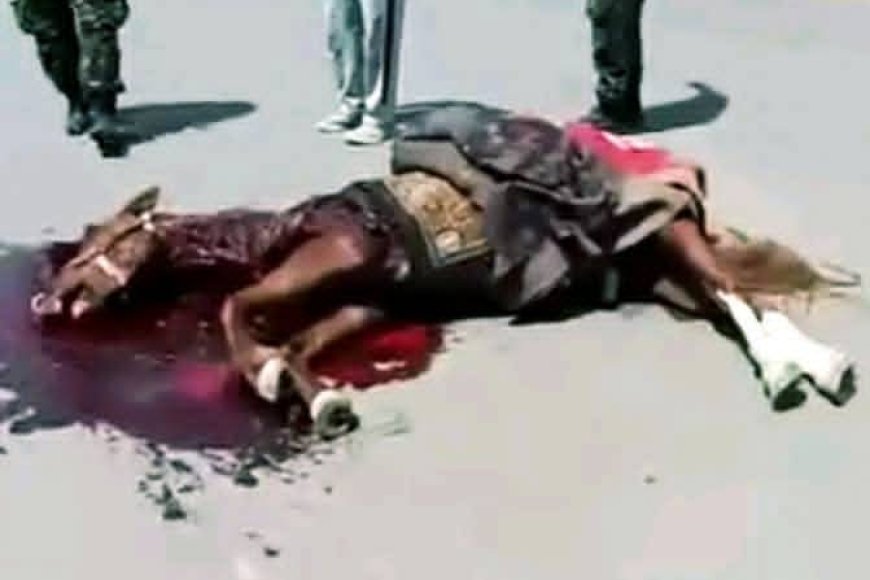 مليشيات الحوثي ترتكب جريمة صادمة في صنعاء بقتل حصان مزين بالعلم الجمهوري