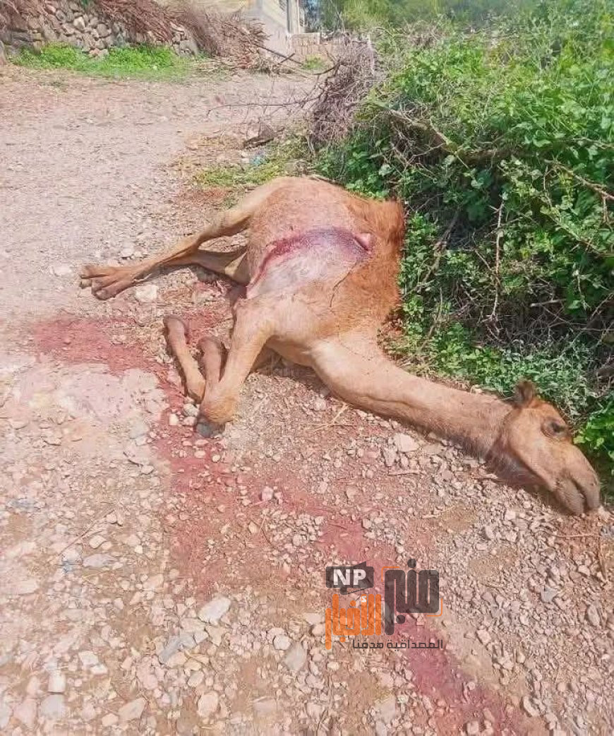 بسبب لا يُصدَّق.. مواطن ينهي حياة ناقة بوحشية في تعز(صورة)