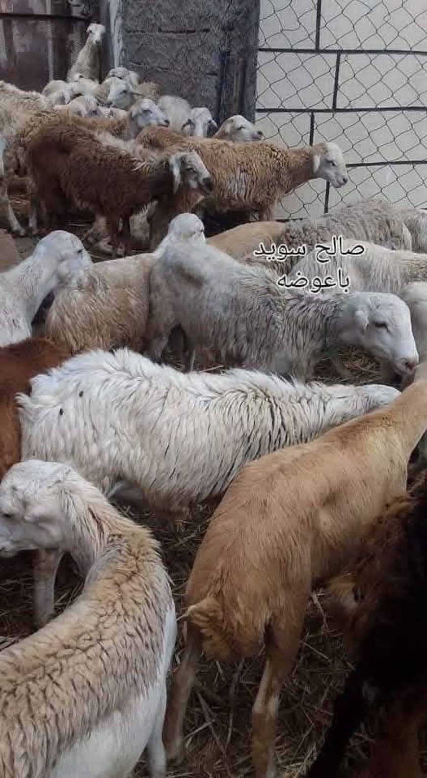 ب 32مليون ريال:32 حرية ورخال هارفاء للبيع في شبوة