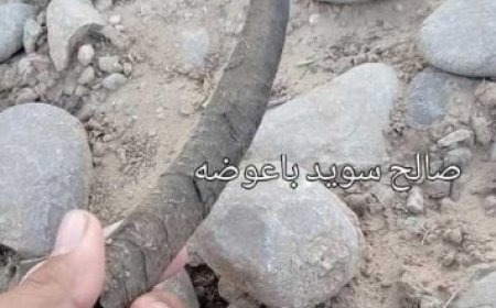 مواطن في محافظة شبوة يعثر على قرن نادر لحيوان منقرض...