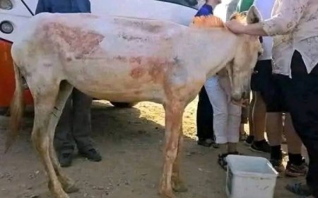 ضبط جزار يبيع لحوم حمير في أحد أسواق صنعاء...