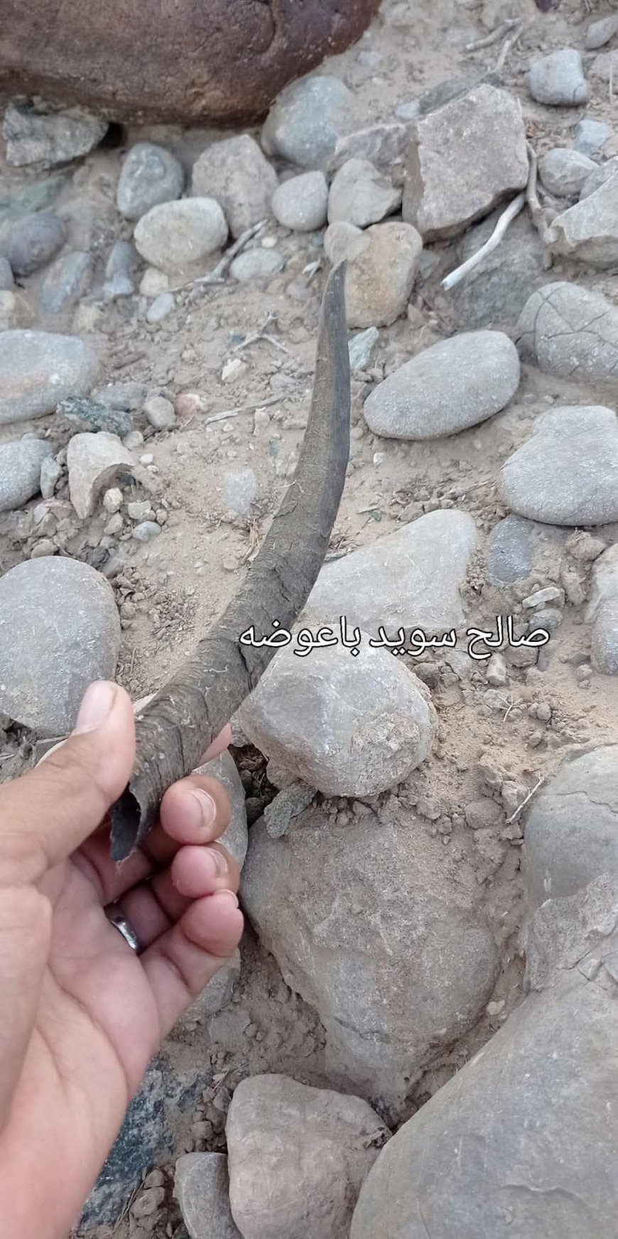 ب15 الف دولار:مواطن بشبوة يعثر على قرن "قعود الليل" المنقرض ويعرضه للبيع