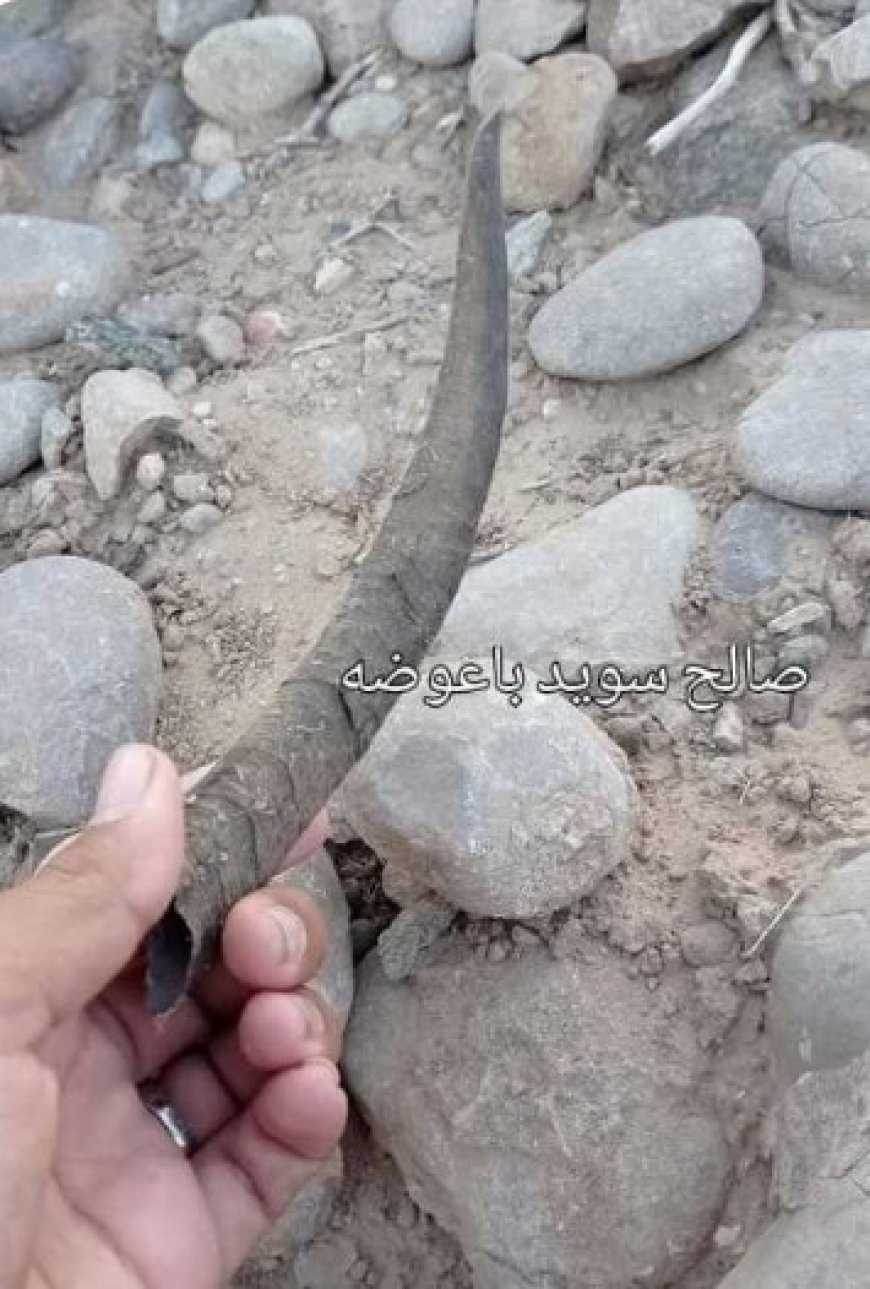 مواطن في محافظة شبوة يعثر على قرن نادر لحيوان منقرض...