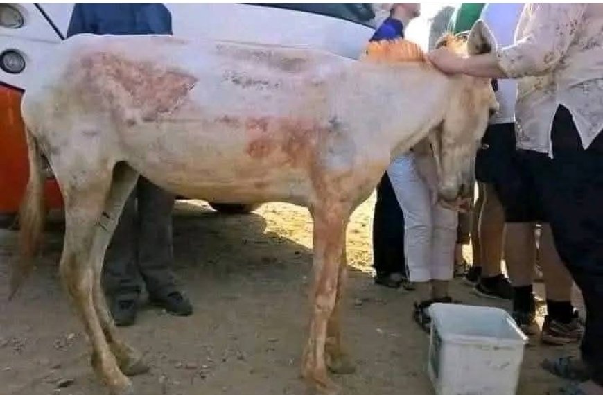 ضبط جزار يبيع لحوم حمير في أحد أسواق صنعاء...