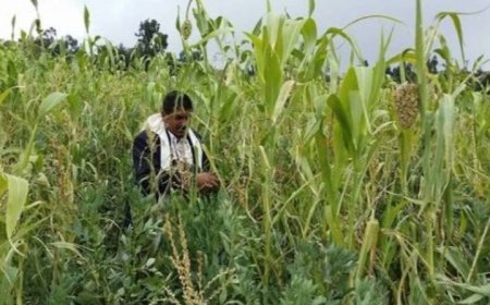 مزارعون من أبناء تهامة يتعرضون لاعتداء حو...ثي مسلح ...