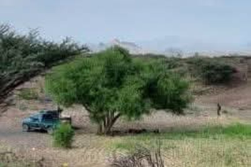 توتر أمني في الوازعية بين قوات طارق صالح وأفراد قبيلة المشاولة