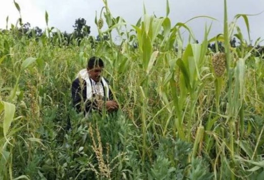 مزارعون من أبناء تهامة يتعرضون لاعتداء حو...ثي مسلح ...