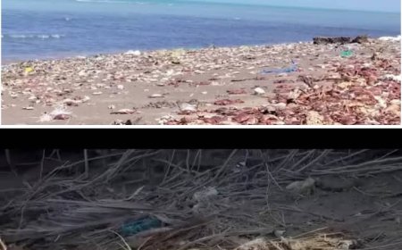 نفوق كائنات بحرية حساسة في موشج والزهاري نتيجة التغيرات المناخية...