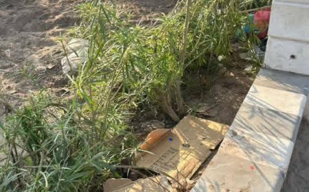 استياء واسع … تكسير الأشجار في جولة الخزان بالشيخ عثمان في عدن (صور)