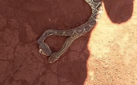 يعرضها للبيع ب250 ألف دولار..مواطن يعثر على افعى نادر برأسين شرق مدينة عزان في شبوة(صورة)