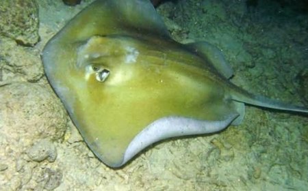 خفر السواحل يطلق تحذيرا هاما للمواطنين ومرتادي الشؤاطئ...