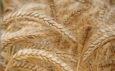 قيود حو...ثية تعمّق أزمة الاستيراد والقمح في اليمن...