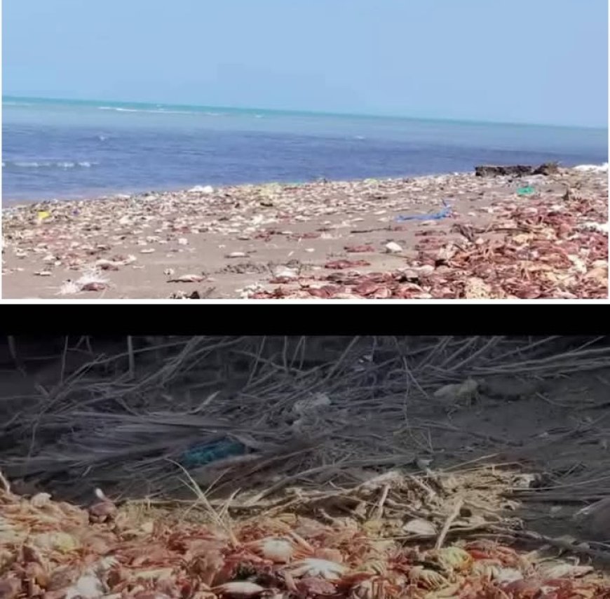 نفوق كائنات بحرية حساسة في موشج والزهاري نتيجة التغيرات المناخية...