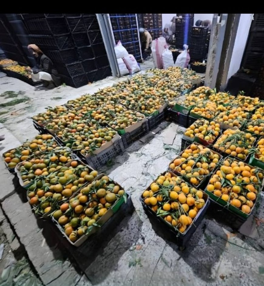 كساد البرتقال في الجوف بسبب قيود الحو..ثيين واحتكار التصدير...