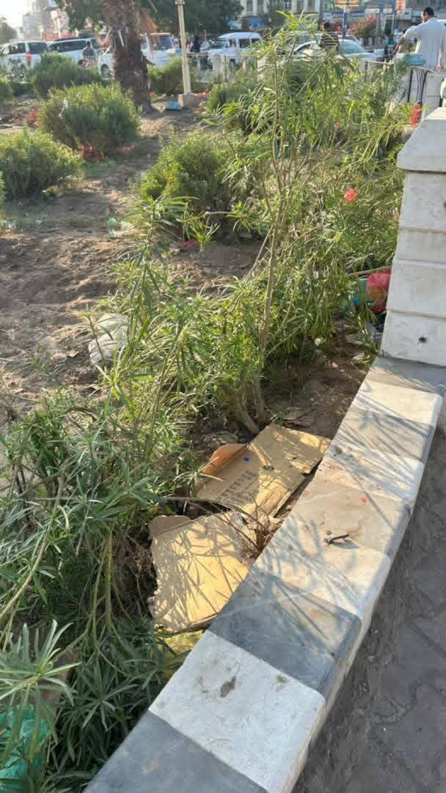 استياء واسع … تكسير الأشجار في جولة الخزان بالشيخ عثمان في عدن (صور)