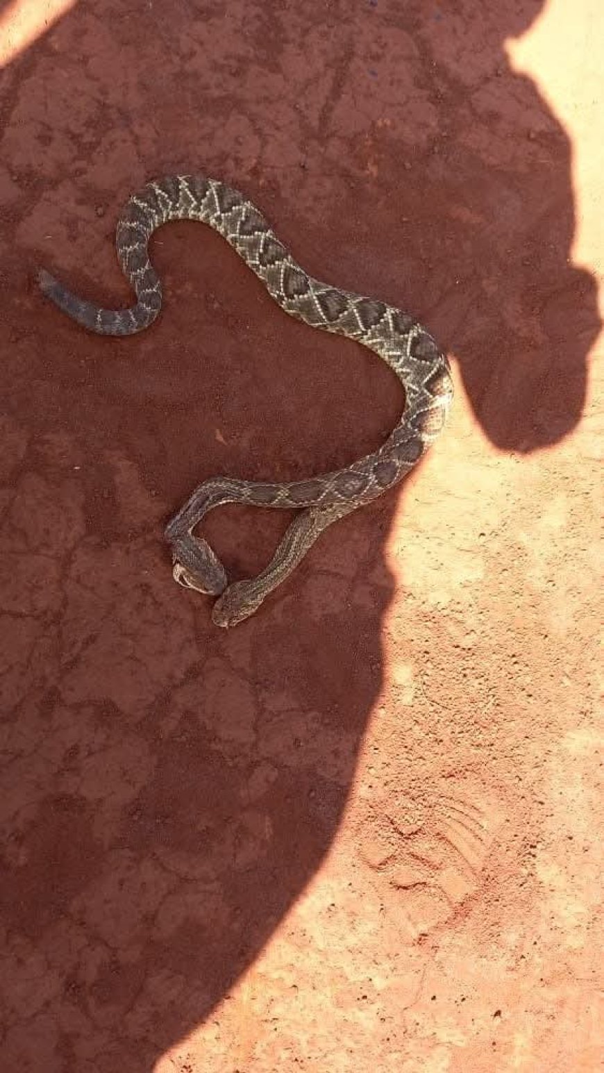 يعرضها للبيع ب250 ألف دولار..مواطن يعثر على افعى نادر برأسين شرق مدينة عزان في شبوة(صورة)