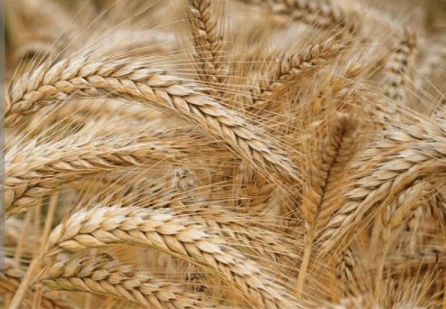 قيود حو...ثية تعمّق أزمة الاستيراد والقمح في اليمن...