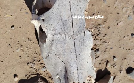 فيما يعرضه للبيع ب 88 ألف دولار..مواطن يعثر على رأس قعود الليل يعود لأكثر من 15 ألف عام في شبوة