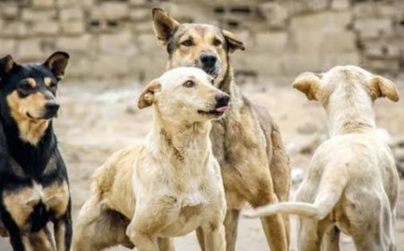 دكتور في الخوخة يدعو إلى لتدخل العاجل عبر: حملات ميدانية للقضاء على الكلاب الضالة في الأحياء والطرقات...