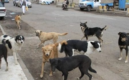 تعز: 481 إصابة بالسعار في 2025 وتحذيرات من كارثة صحية.....