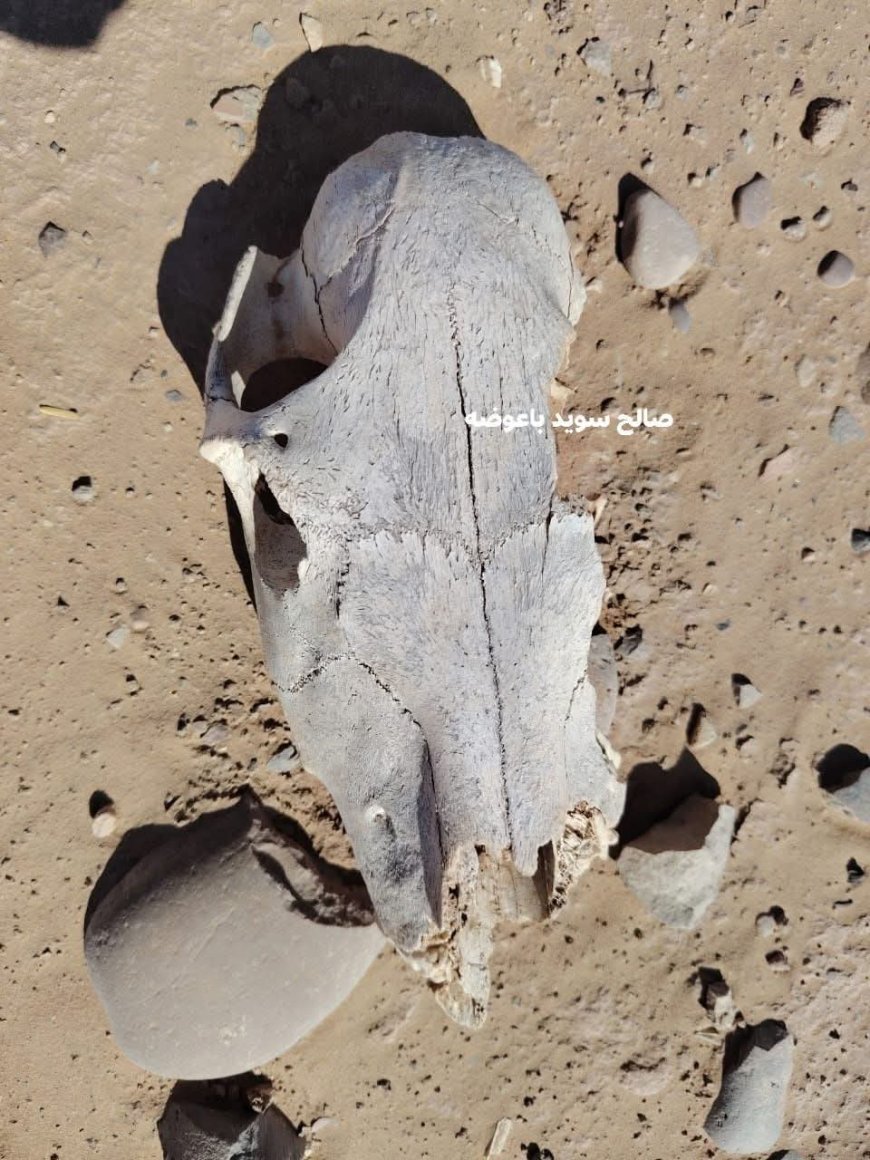 فيما يعرضه للبيع ب 88 ألف دولار..مواطن يعثر على رأس قعود الليل يعود لأكثر من 15 ألف عام في شبوة