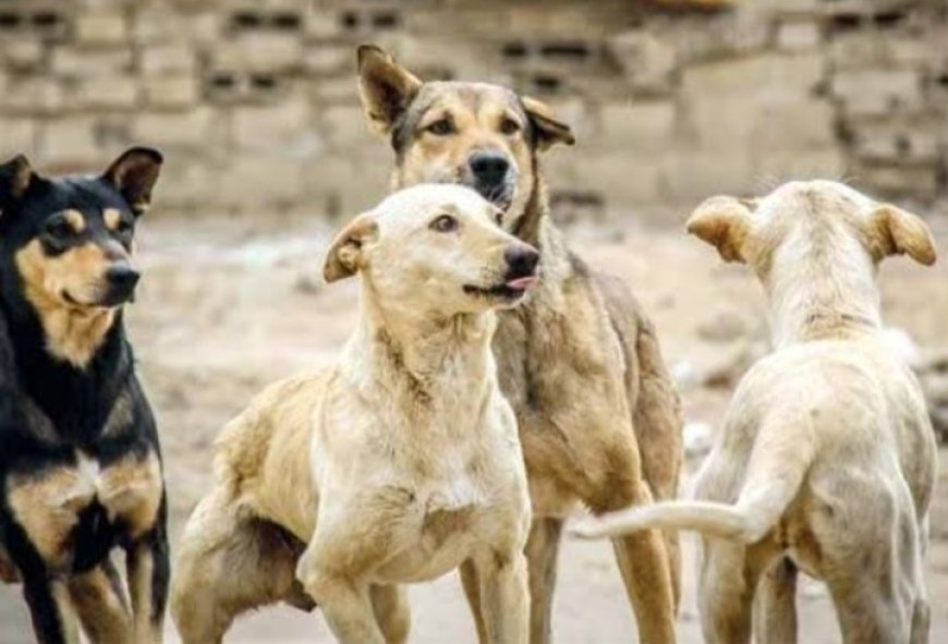 دكتور في الخوخة يدعو إلى لتدخل العاجل عبر: حملات ميدانية للقضاء على الكلاب الضالة في الأحياء والطرقات...