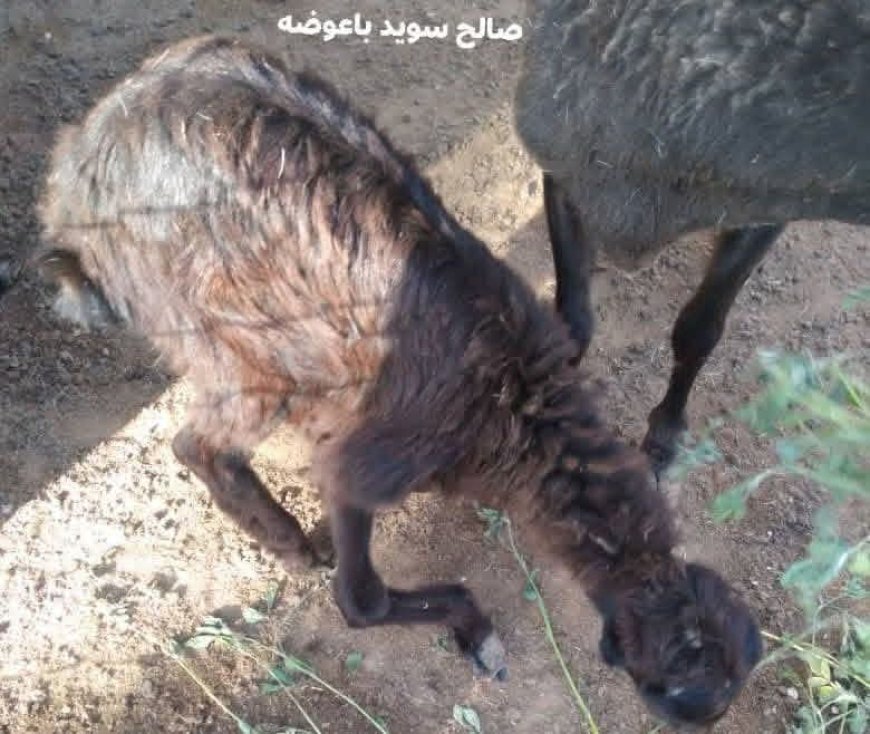 شبوة..مواطن من ابناء ميفعة يعرض خروف نادر بـ 20 ألف دولار(صورة)